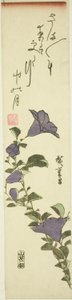 Chinese klokbloemen