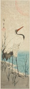Kraanvogel en Zon