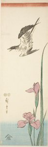 Koekoek en iris door Utagawa Hiroshige