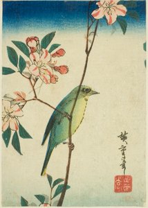 Japanse witogige vogel op bloeiende tak
