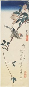 Javaanse mus en magnolia, 1834-1839