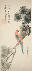 Ara op een dennen tak door Utagawa Hiroshige