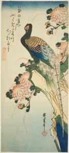 Fazant en Chrysanten door Utagawa Hiroshige