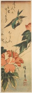 Zwaluw en Hibiscus