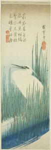 Witte reiger en borstels
