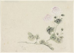 Paars-witte chrysanten