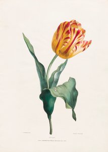Antieke Tulp Print