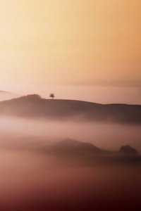 Lone Tree Golden Mist door Vanja Tajnsek