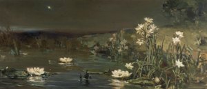 Ster in de Nacht
