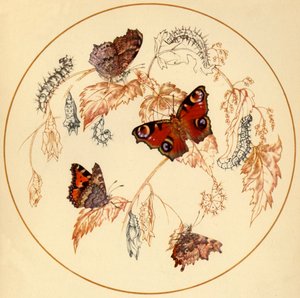 Pauw, kleine vos en komma vlinders, ca. 1930s, 1945 door Vere Temple