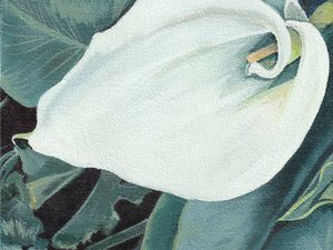 Elegante calla-bloem door Viccy Wanliss