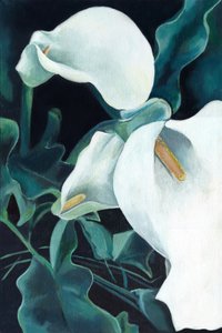 Elegante witte calla