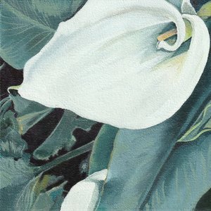 Elegante witte calla