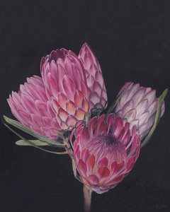 Exotische roze protea’s door Viccy Wanliss