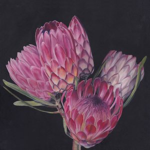 Exotische roze protea’s