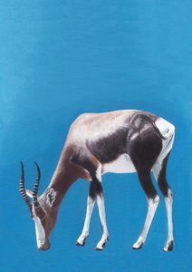Grazende blesbok