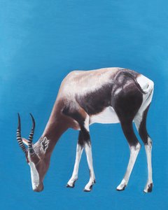 Grazende bontebok