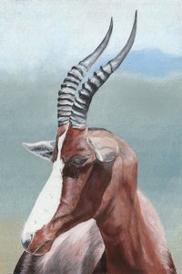 De majestueuze blesbok door Viccy Wanliss