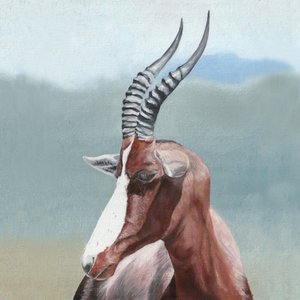 Majestueus portret van een blesbok