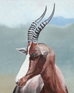 Profiel van de majestueuze blesbok