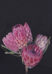 Protea-mix door Viccy Wanliss
