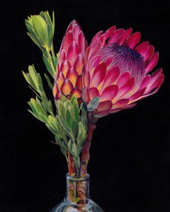 Kleurrijke proteabloemen