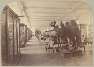 Pl. II. Benedenverdieping: Zoogdieren door Victor Prevost, Gaston L. Feuardent and Co., New York