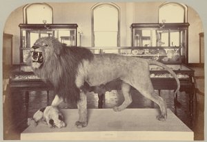 Pl. IX. Afrikaanse Leeuw
