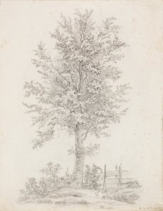 Breedbladige boom