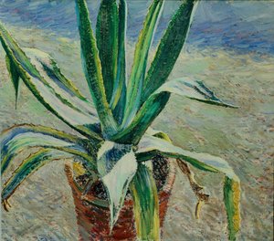 Agave