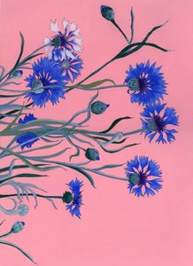Blauwe korenbloemen op roze