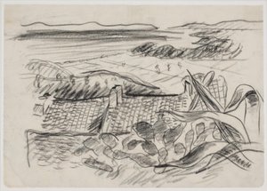 Landschap met agave