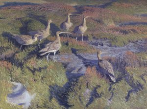 Regenwulpen klaar om op te stijgen door Vilhelm Th. Fischer