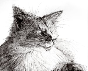 Monty gezellige jongen, 2015