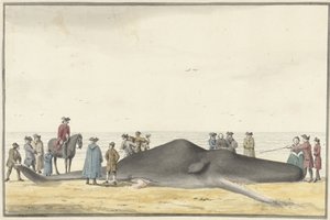 Aangespoelde potvis op het strand tussen Zandvoort en Wijk aan Zee, 20 februari 1762, van voren gezien