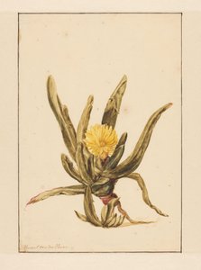 IJskruid met gele bloemen