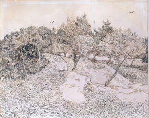Olijfbomen bij Montmajour