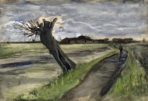 Knotwilg (saule tetard)