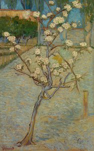 Kleine perenboom in bloei
