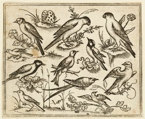 Elf vogels zittend op bloeiende takken en kleine takjes, 1557