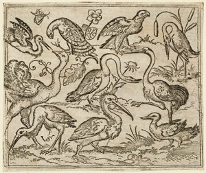 Struisvogel aan de linkerkant met negen andere vogels, waaronder een reiger en een pelikaan, 1557