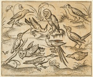 Tien vogels zittend op takken en grasplukken, inclusief twee uilen en een vogel, 1557