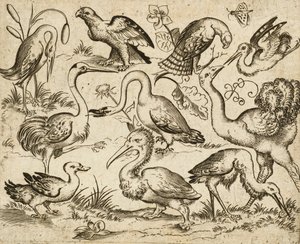 Struisvogel aan de linkerkant met negen andere vogels, waaronder een reiger en een pelikaan