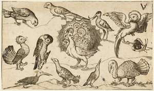 Pauw in het midden omringd door negen andere vogels, waaronder een kalkoen, en een vlinder