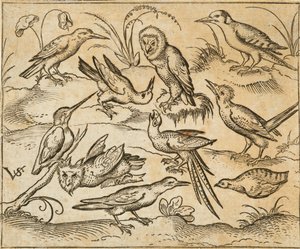 Tien vogels zittend op takken en grasplukken, waaronder twee uilen en een vogel met lange staartveren die in het midden met zijn kop achterover tjilpt, uit Douce Ornament Prints Album I