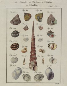 Zeeschelpen: Trochi, Turbines, Neritae Helices, uit Neues Systematisches Conchylien-Cabinet, 1784