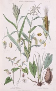 Millet, Maïs, Boekweit en Taro, illustratie uit A History of the Vegetable Kingdom door William Rhind, 1872 door W.H. Fitch