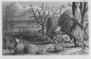 Cactussen (gekleurde gravure)