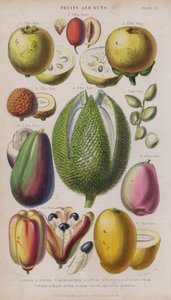 Guave; Jujube; Mangosteen; Litchi; Pistacia; Avocado Peer; Durio; Maleise Appel; Akee Vruchten en Noten; Mango (gekleurde gravure) door W. Fitch
