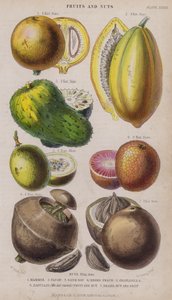Mammee; Papaja; Zure Sop; Negro Perzik; Granadilla; Zabucajo (het deksel opgeheven) Fruit en Noten; Braziliaanse Noot en Fruit (gekleurde gravure) door W. Fitch